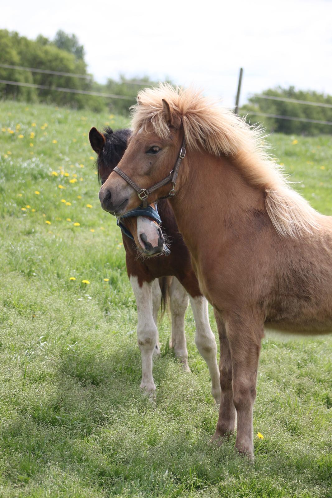 Islænder Funi fra Godset billede 13
