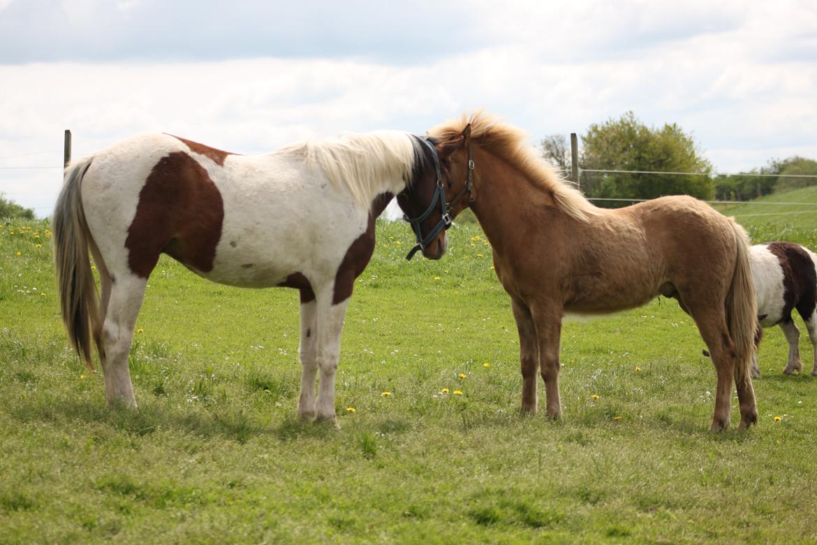 Islænder Funi fra Godset billede 14