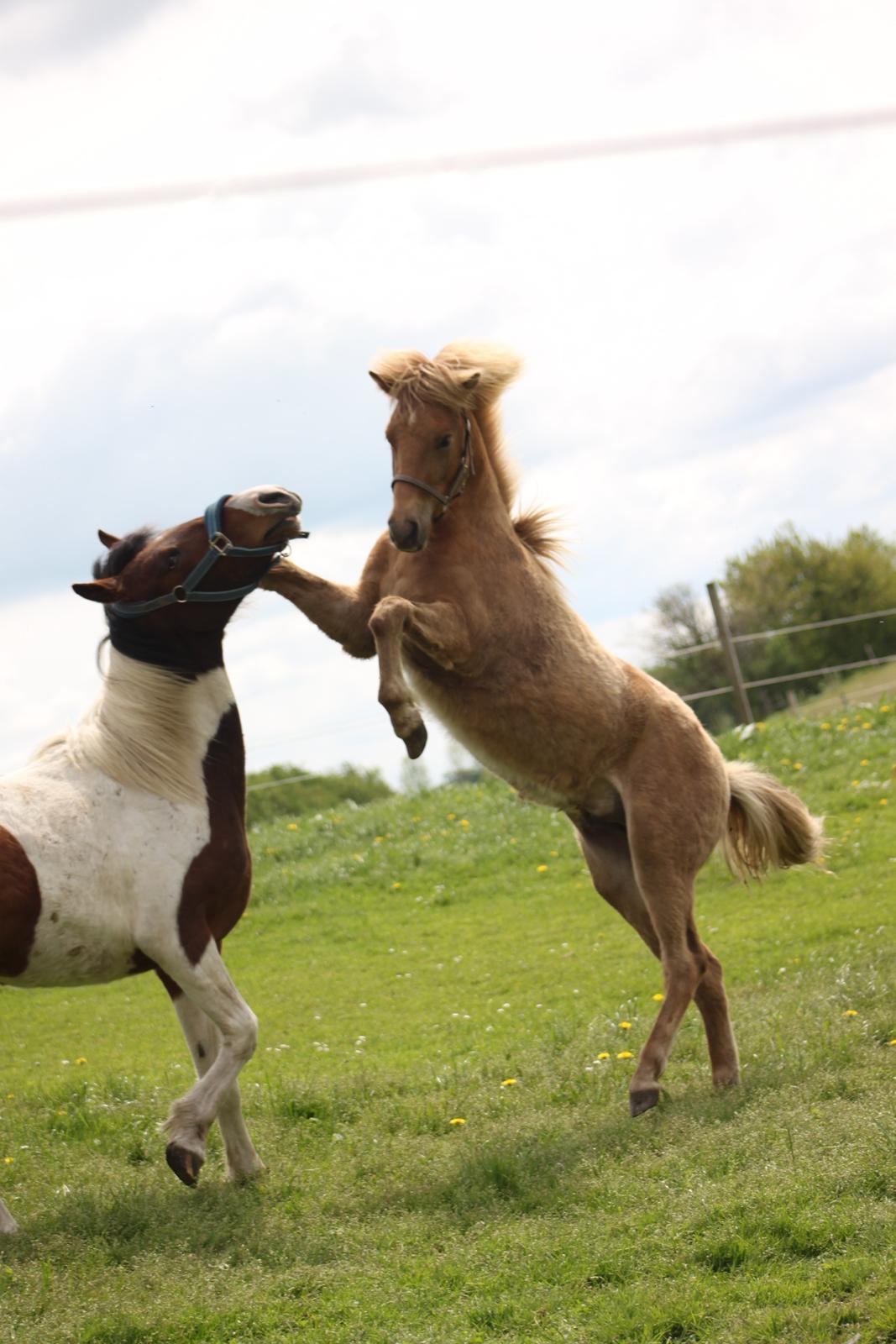 Islænder Funi fra Godset - Så skal der leges billede 15