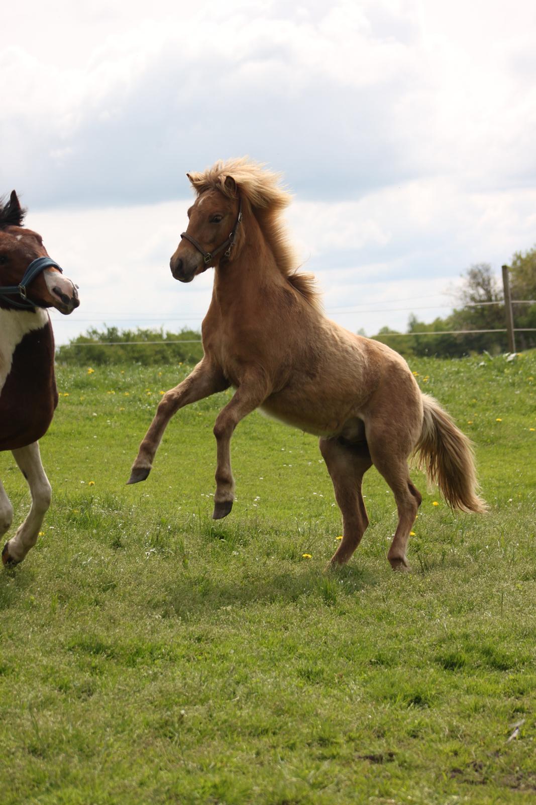 Islænder Funi fra Godset billede 16