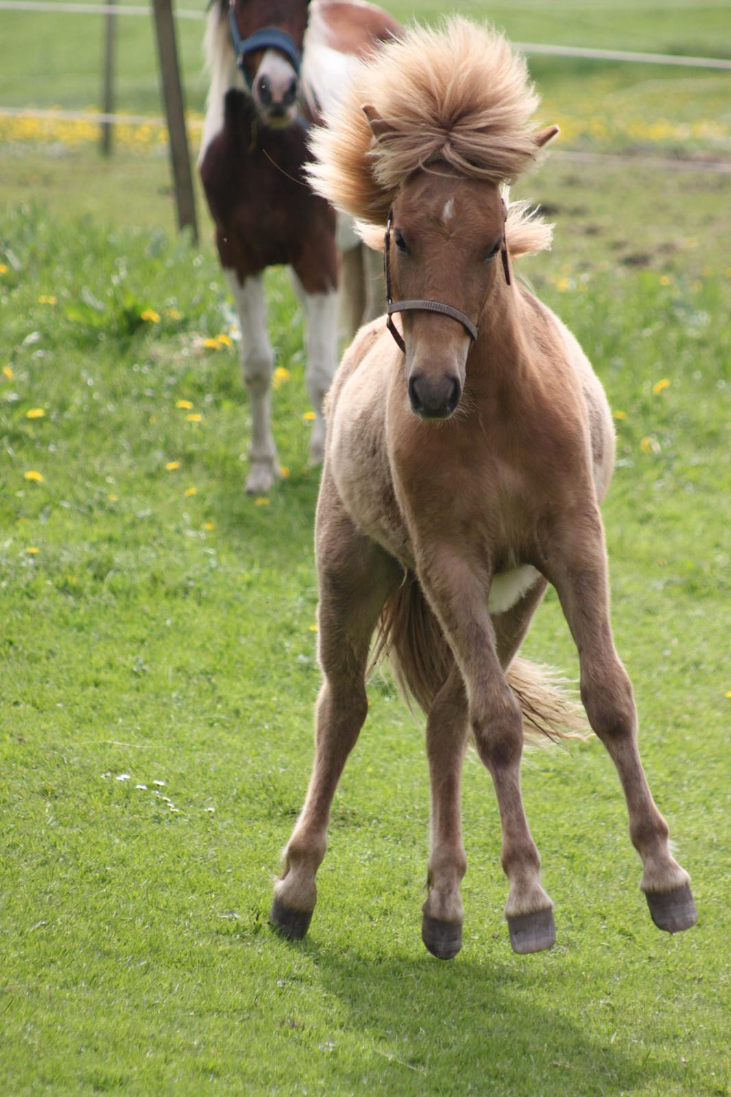 Islænder Funi fra Godset billede 17