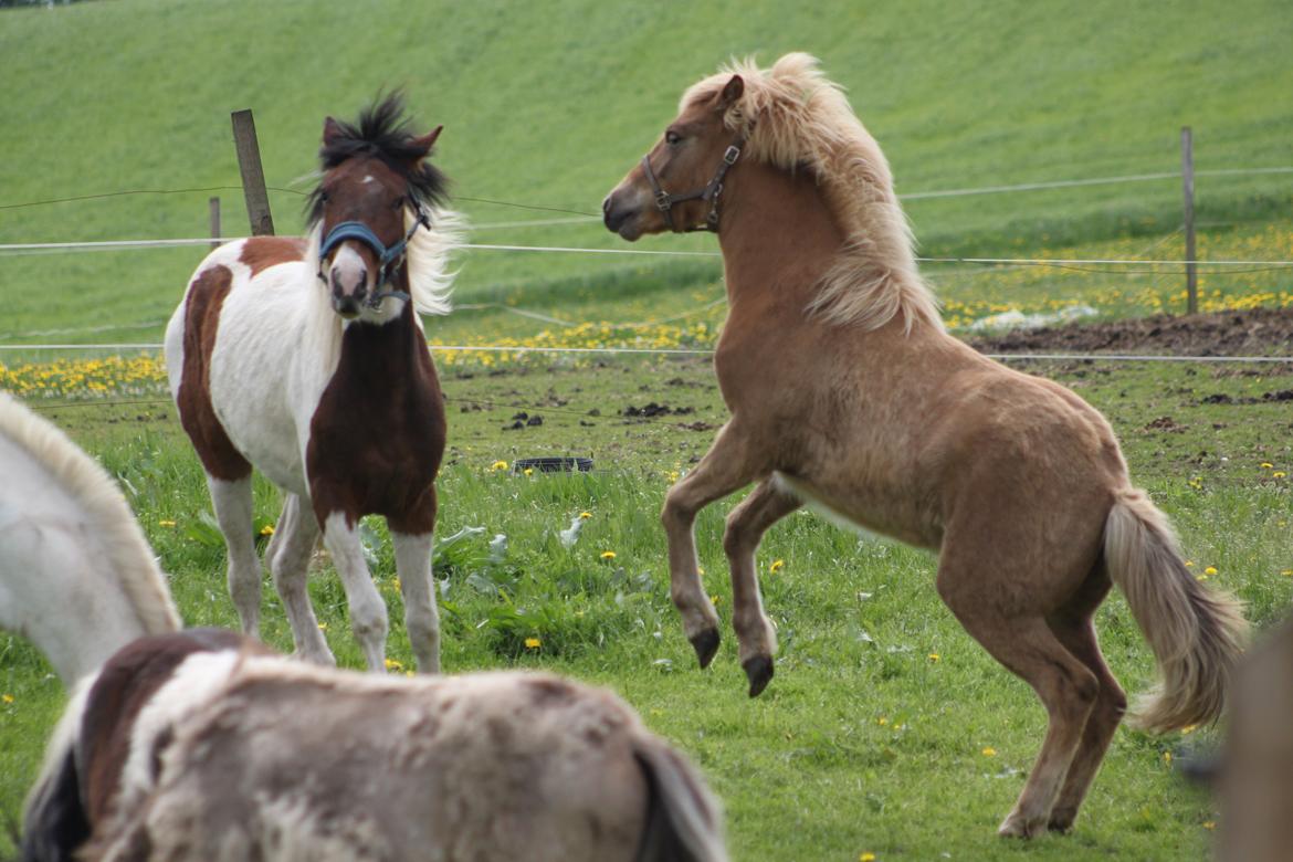 Islænder Funi fra Godset billede 18
