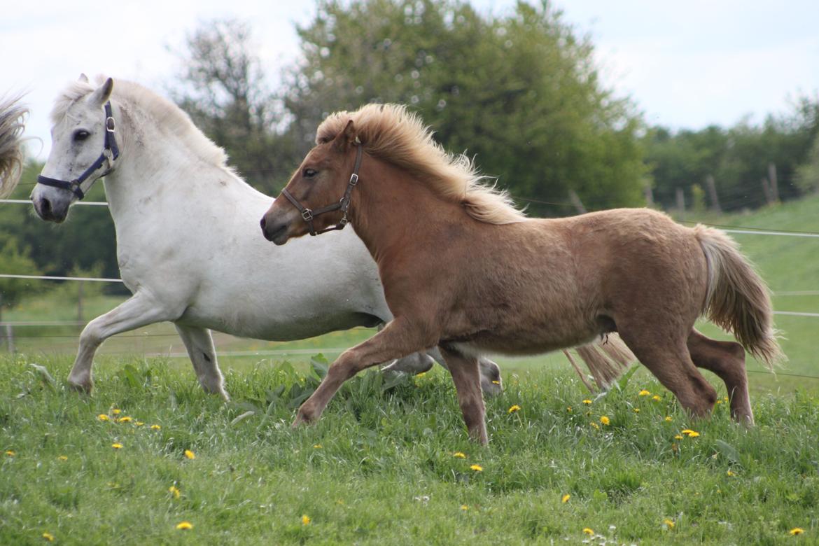 Islænder Funi fra Godset billede 19