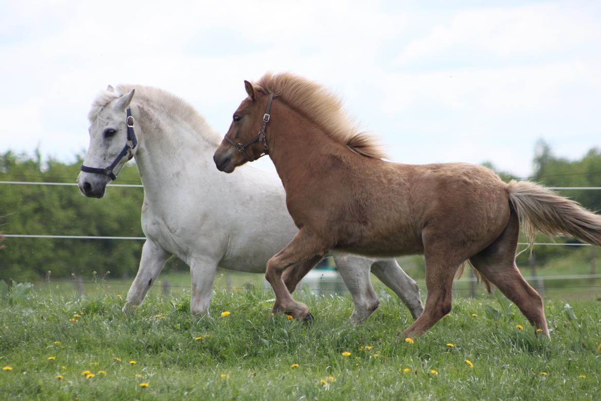 Islænder Funi fra Godset billede 20