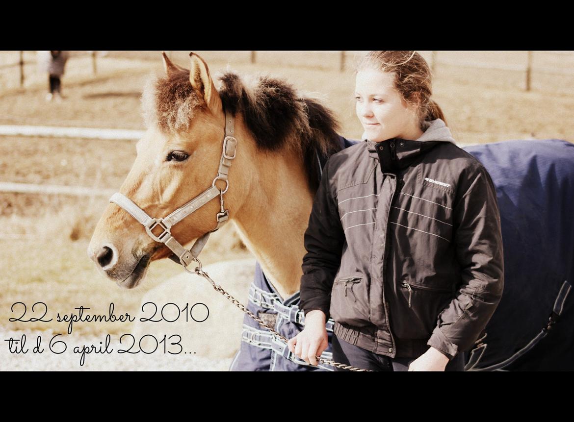 Anden særlig race Giggi billede 1