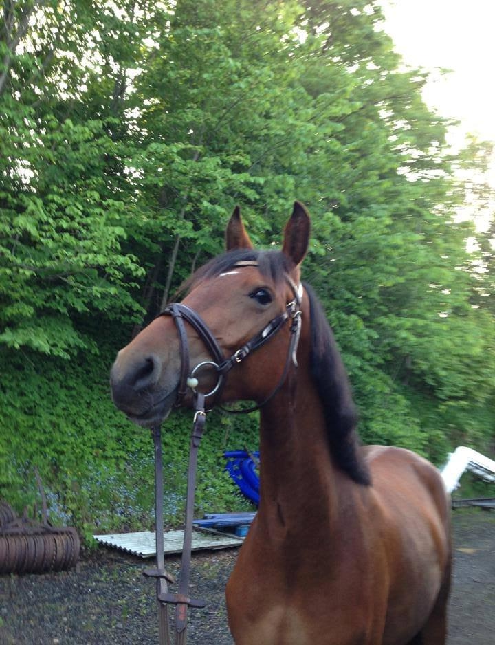 Frederiksborg Nytoftgaards Anastacia (Baby) billede 8