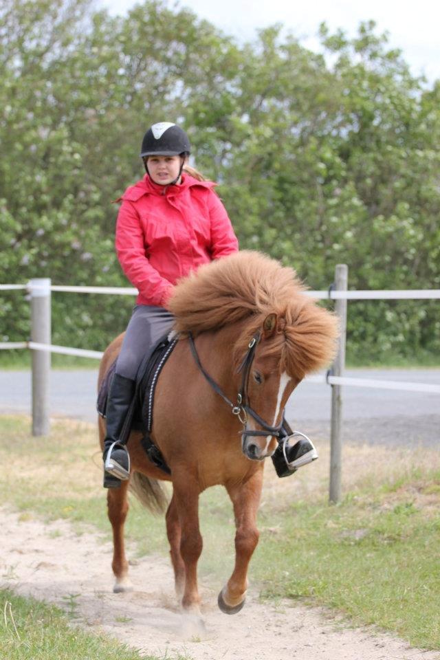 Islænder kappi billede 20