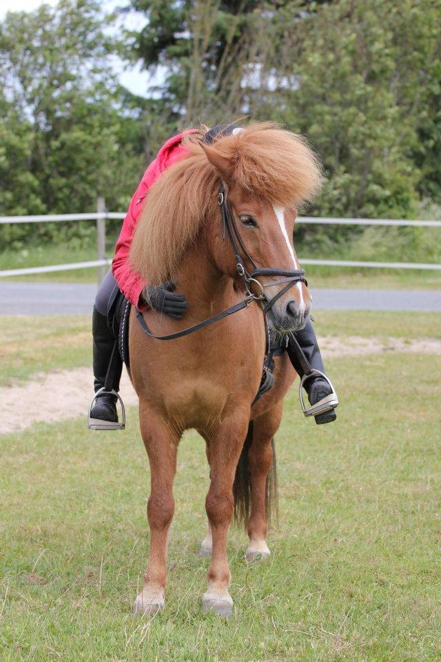 Islænder kappi billede 18