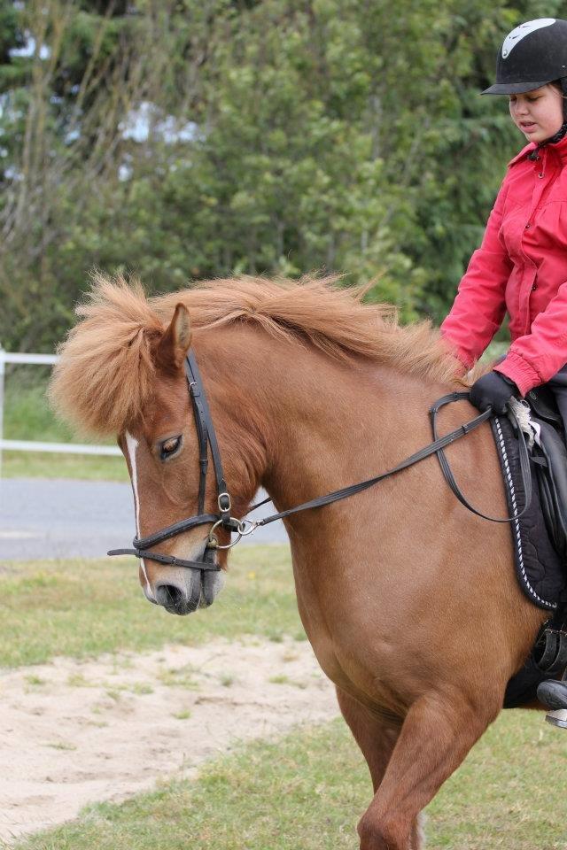 Islænder kappi billede 19