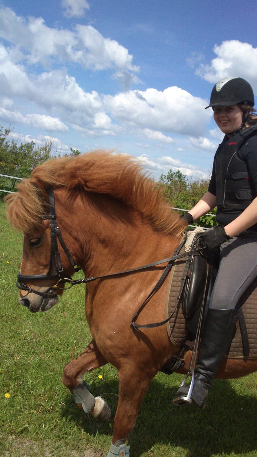 Islænder kappi billede 12