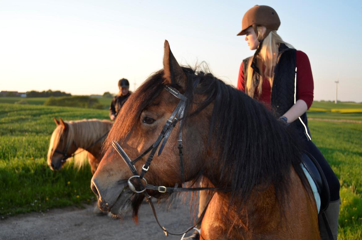 Jyde Hans - 27-05-2013 billede 14