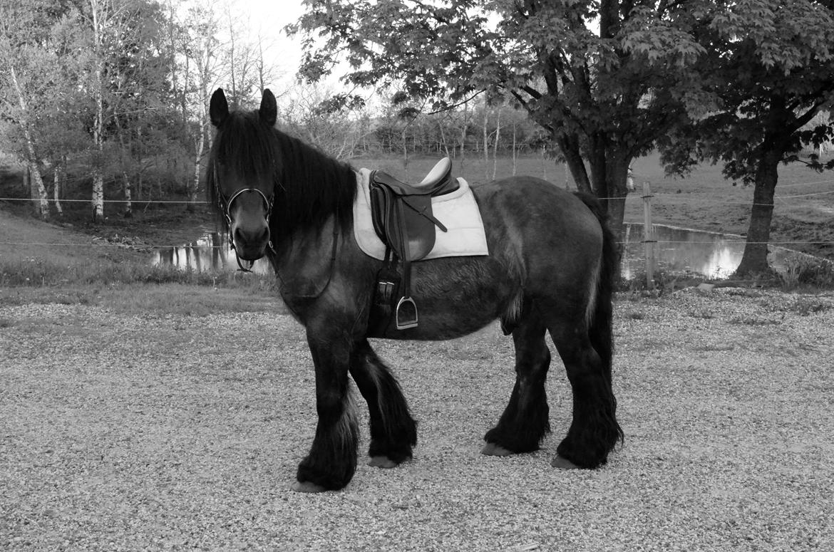 Jyde Hans - 27-05-2013 billede 15