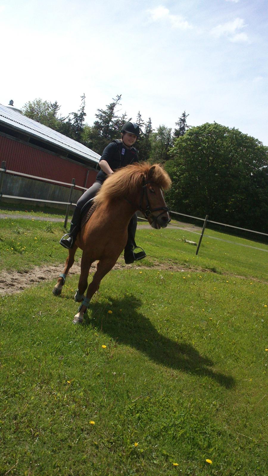 Islænder kappi billede 11