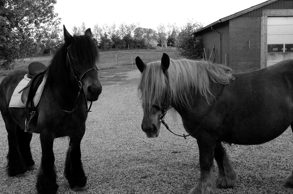 Jyde Hans - 27-05-2013 billede 16