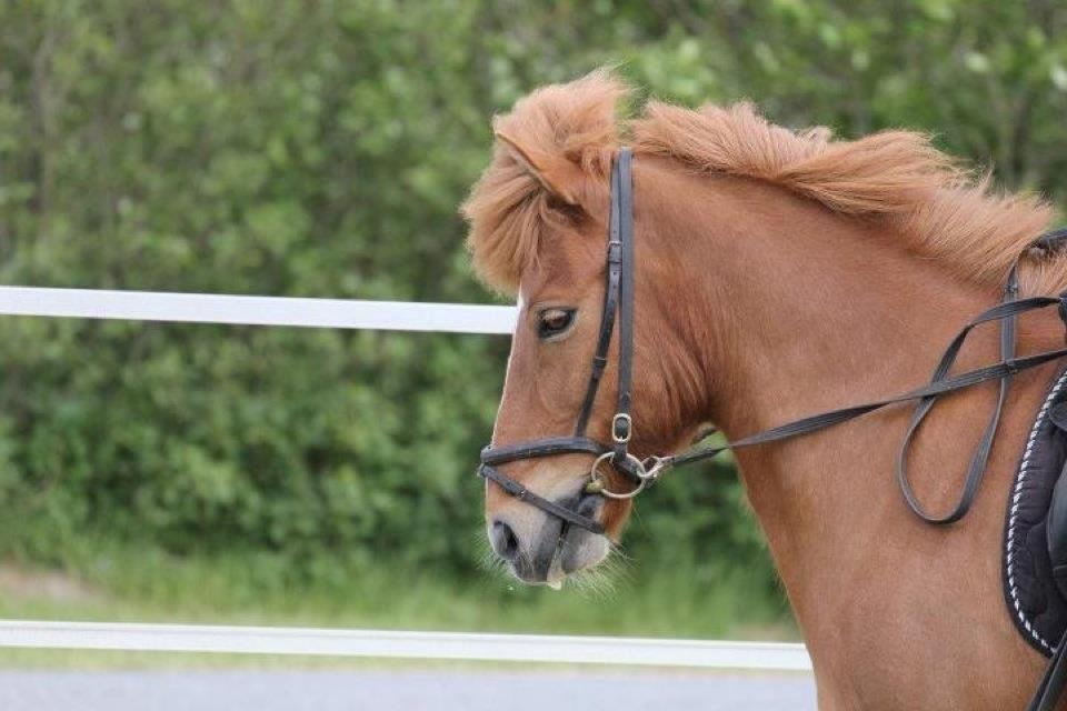 Islænder kappi billede 16