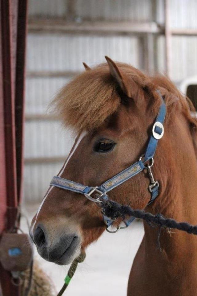 Islænder kappi billede 14