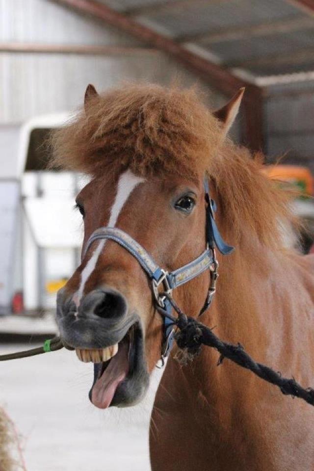 Islænder kappi billede 13