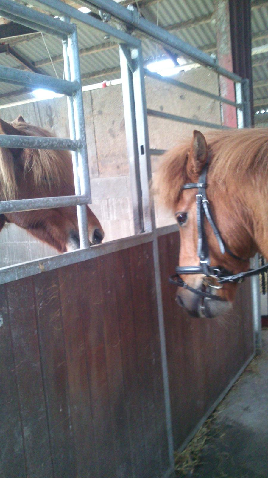 Islænder kappi billede 15