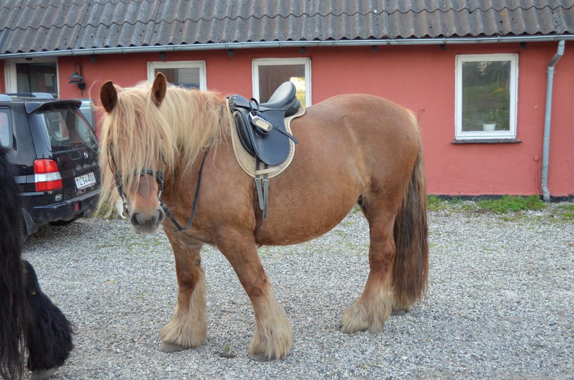 Jyde Mary billede 15