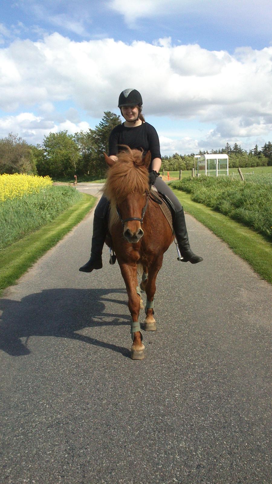 Islænder Sia billede 1