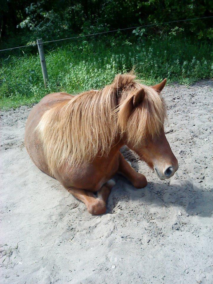 Islænder Sia billede 8