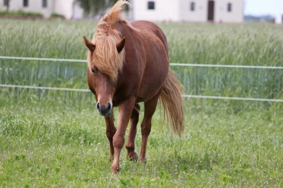 Islænder Sia billede 7