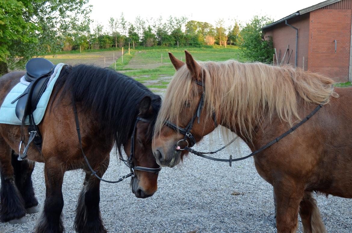 Jyde Mary billede 16