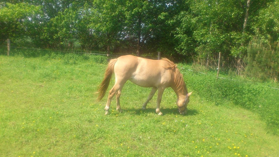 Anden særlig race Fiona (musse's føl ) billede 7