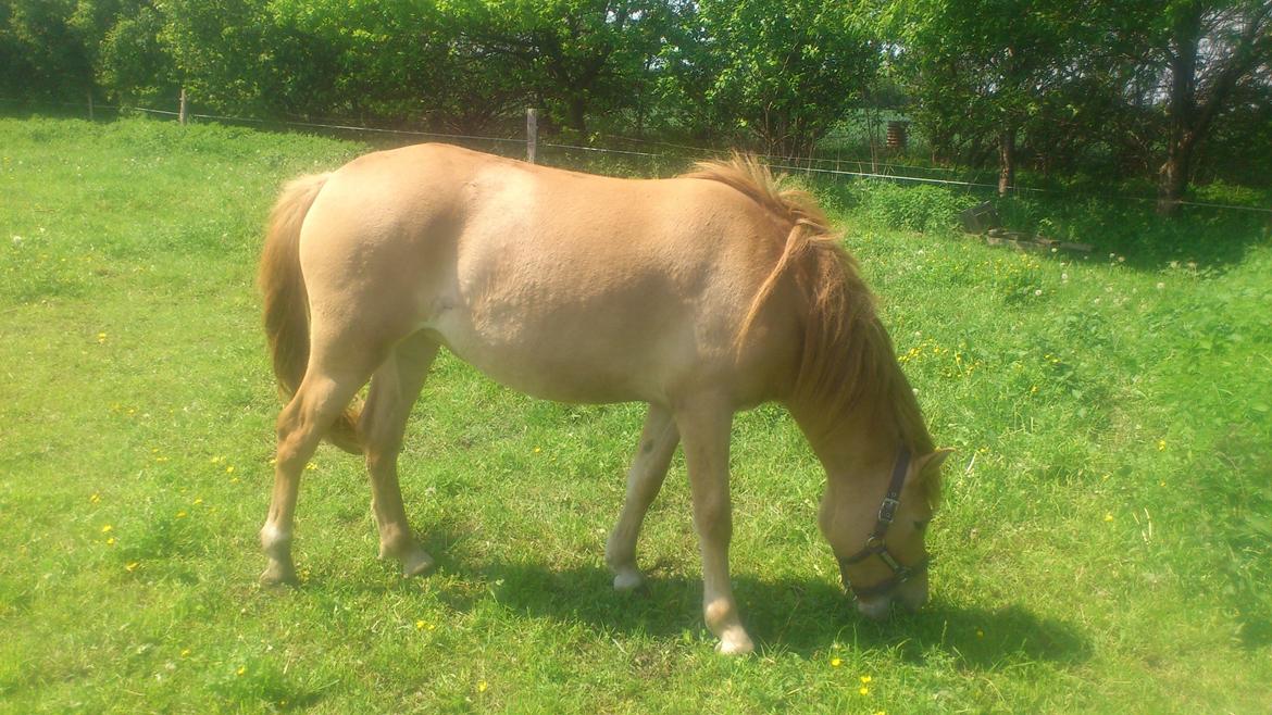 Anden særlig race Fiona (musse's føl ) billede 10