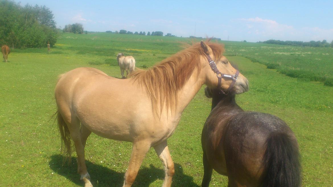 Anden særlig race Fiona (musse's føl ) billede 12