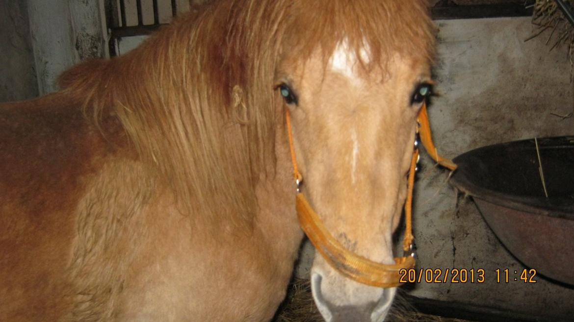 Anden særlig race Fiona (musse's føl ) billede 13