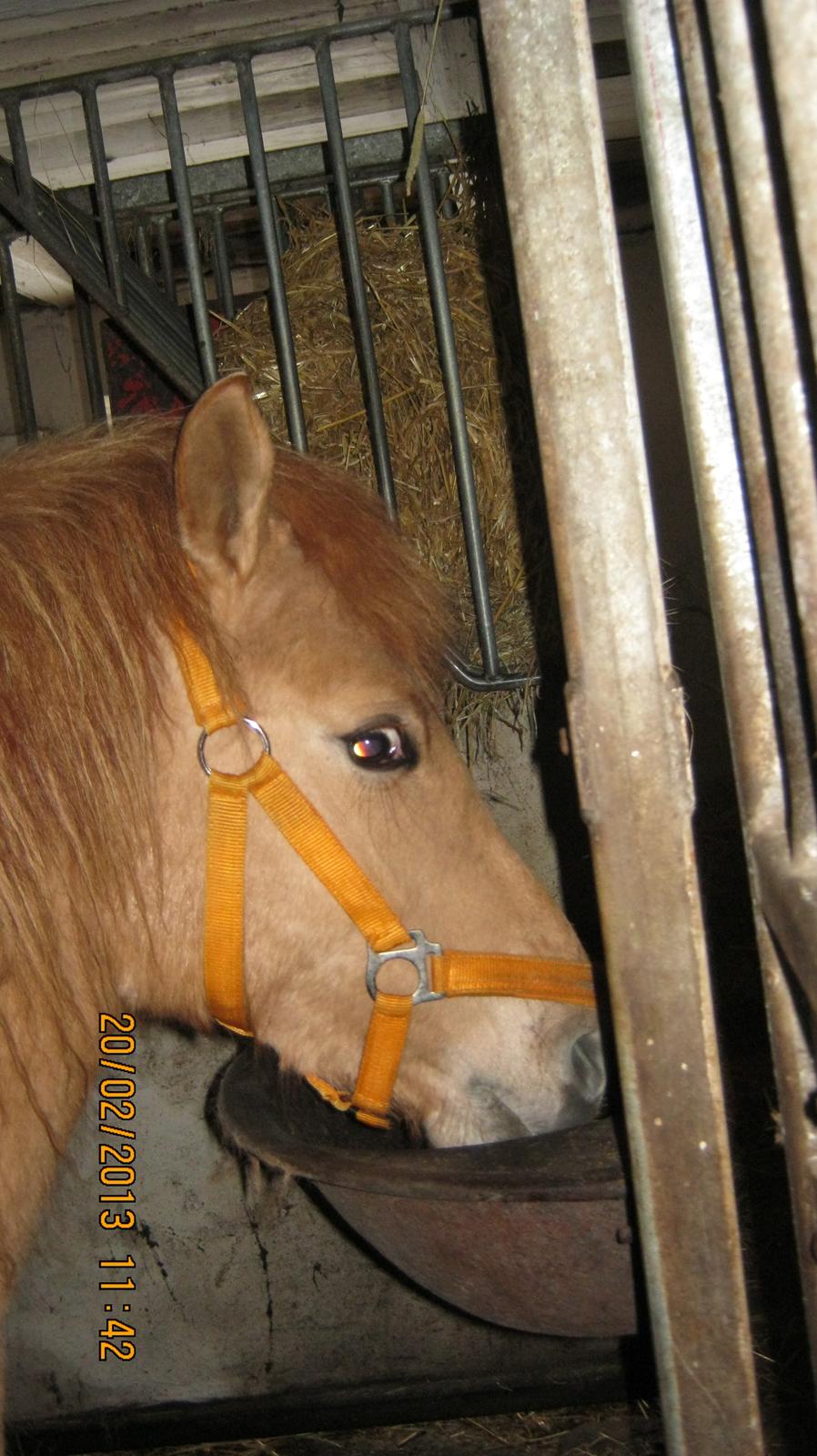Anden særlig race Fiona (musse's føl ) billede 14