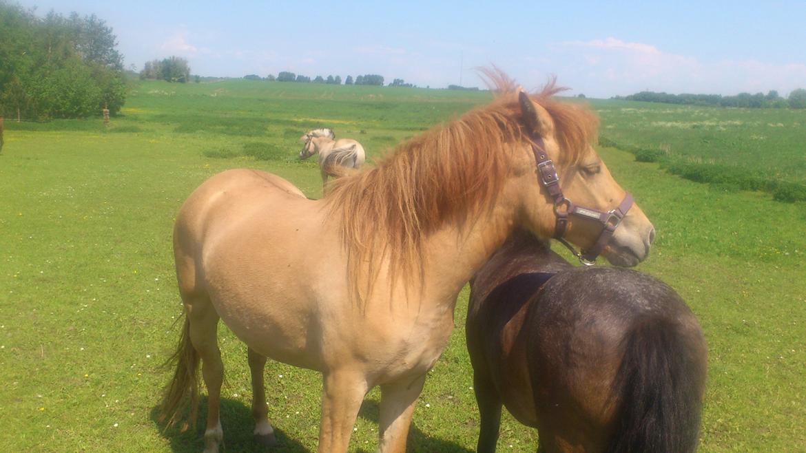 Anden særlig race Fiona (musse's føl ) billede 15