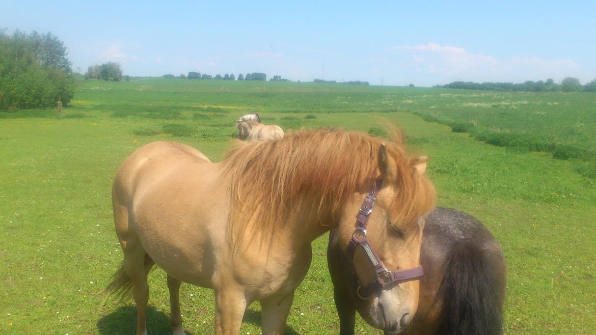 Anden særlig race Fiona (musse's føl ) billede 16