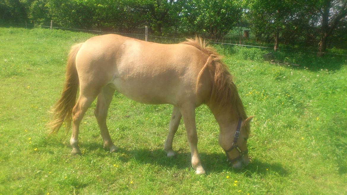 Anden særlig race Fiona (musse's føl ) billede 17