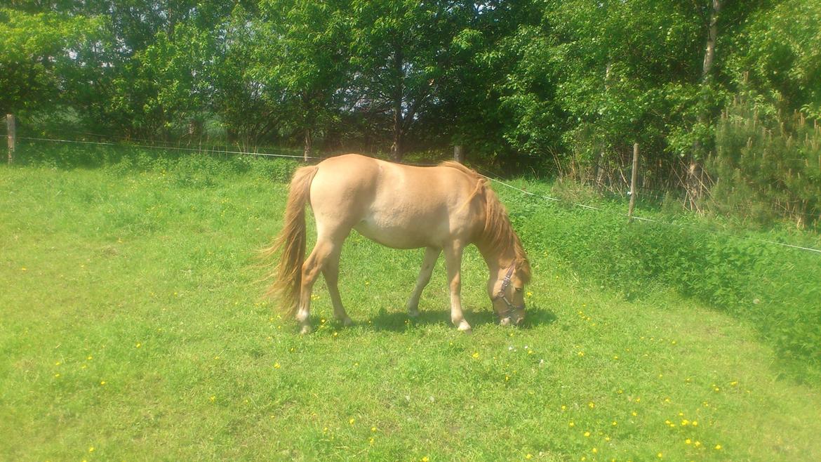 Anden særlig race Fiona (musse's føl ) billede 18
