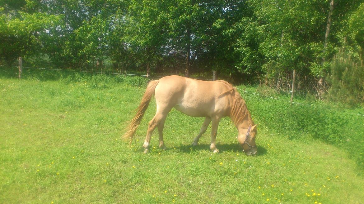 Anden særlig race Fiona (musse's føl ) billede 19