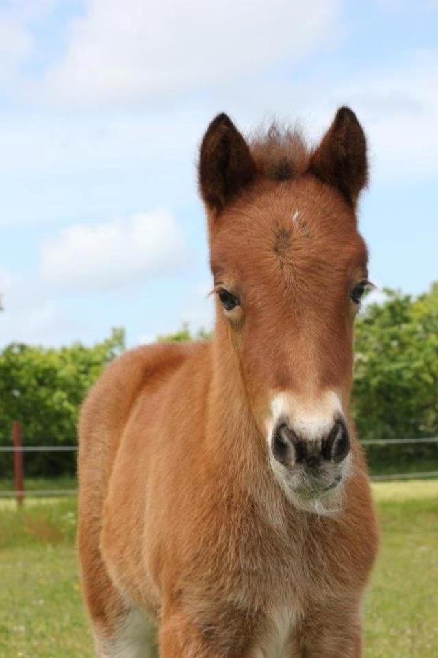 Islænder Selina billede 9