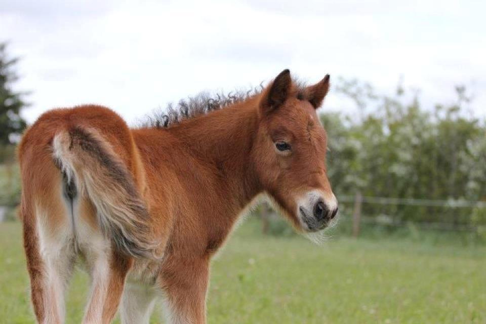 Islænder Selina billede 11