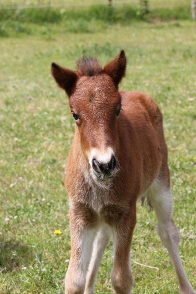 Islænder Selina billede 12