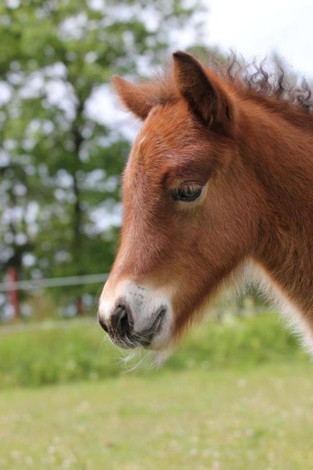 Islænder Selina billede 13