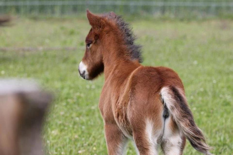 Islænder Selina billede 8