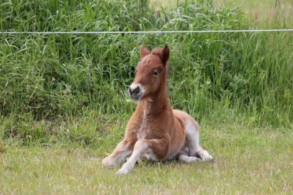 Islænder Selina billede 10