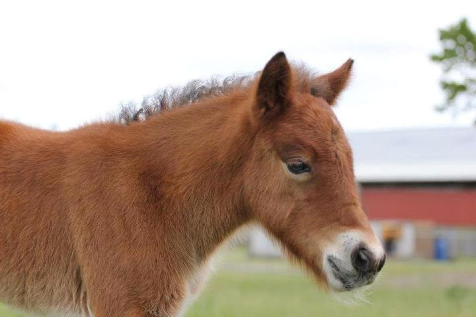 Islænder Selina billede 14