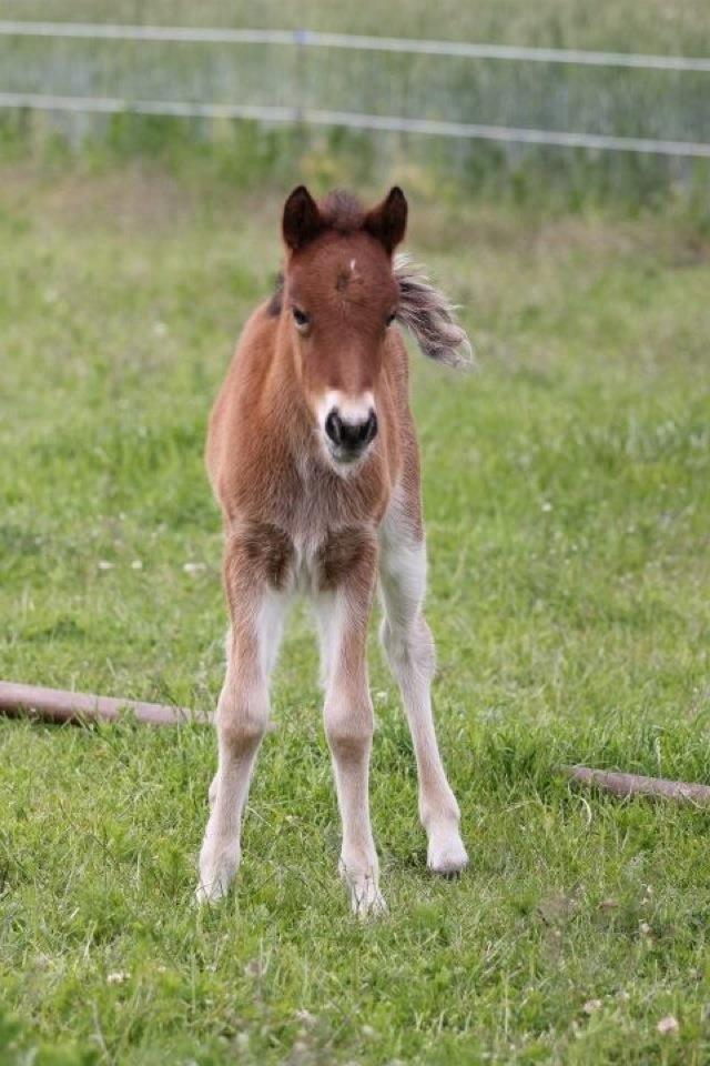 Islænder Selina billede 7