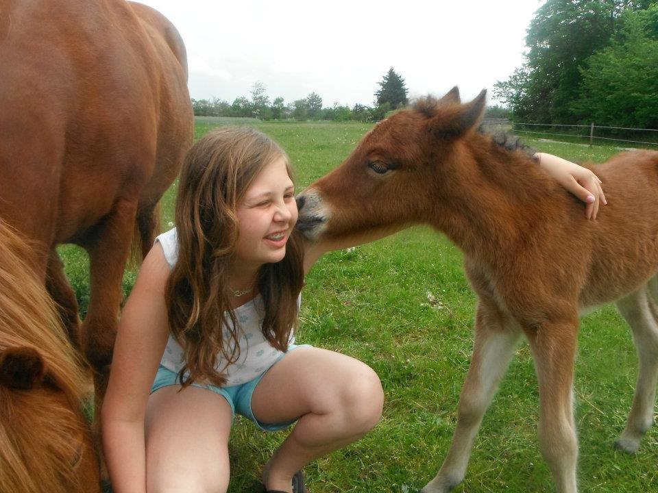 Islænder Selina billede 16