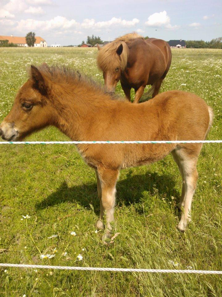 Islænder Selina billede 17