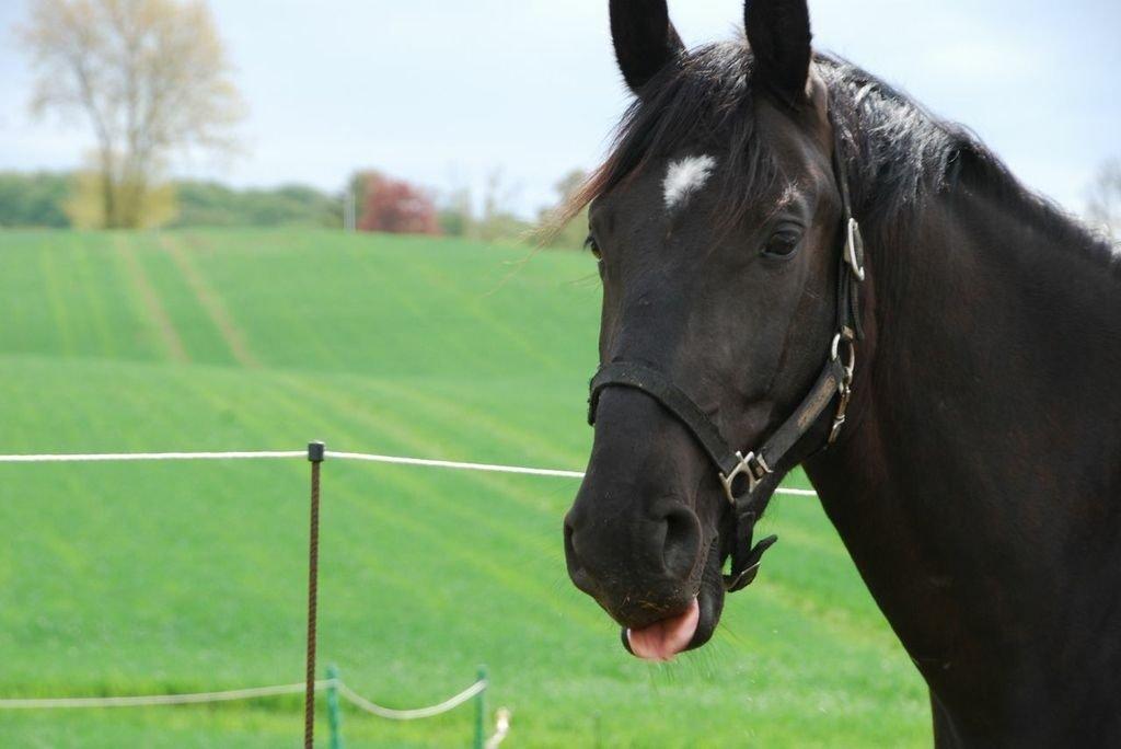 Oldenborg Magant billede 2