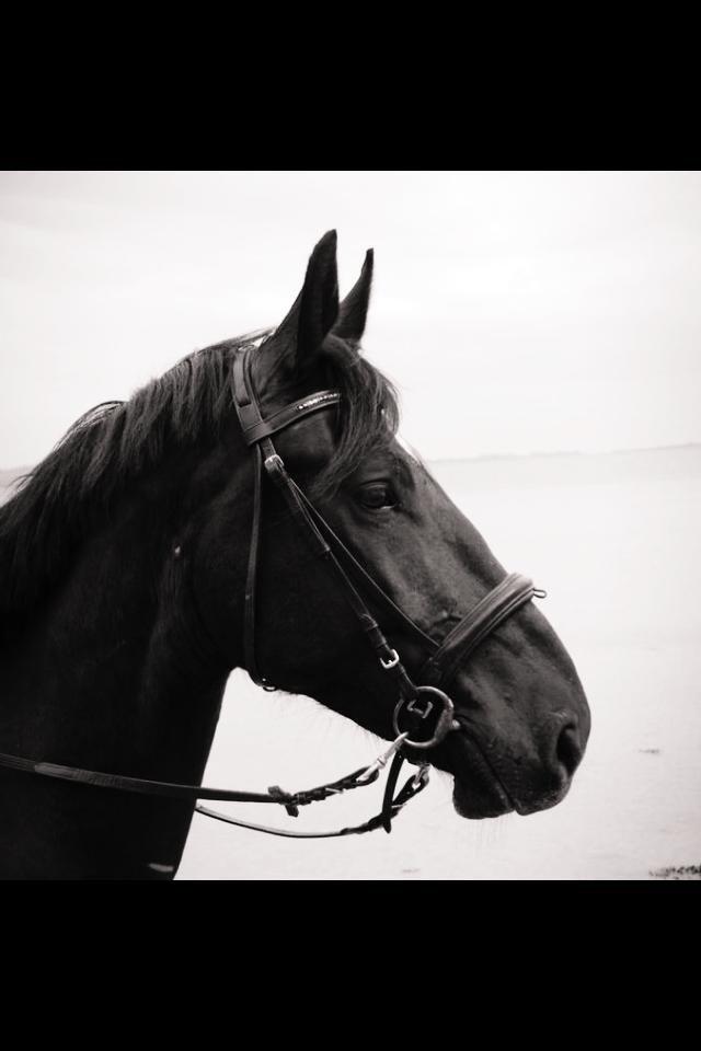 Oldenborg Magant billede 5