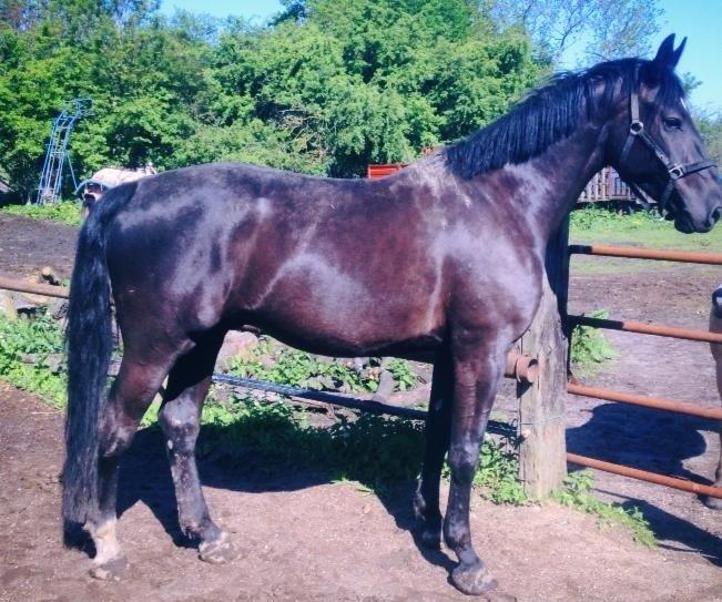 Oldenborg Magant billede 6